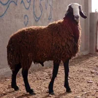 کوسفند وبزجوان|حیوانات مزرعه|باقرشهر, |دیوار