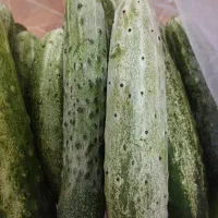 خیار محلی