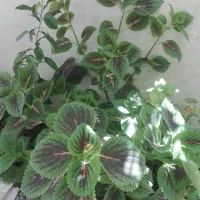 گل شمعدانی و حسن ویوسف