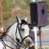 نریان سواری دار