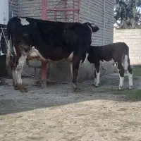 گاوگوساله دارسمینتال شیری