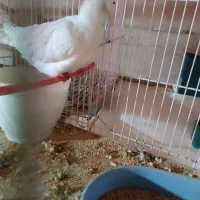 کبوتر|پرنده|مشهد, کوشش|دیوار