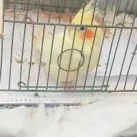 عروس هلندی سالم