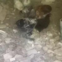 معاوضه ی بلدر چ ی ن با جوجه محلی