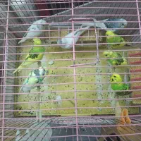 فروش 8 عدد مرغ عشق دونه 150 مقطوع