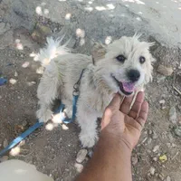 سگ پاپی ماده