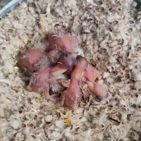 سهره|پرنده|کرمانشاه, |دیوار