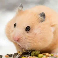 حراج همستر|موش و خرگوش|کاشان, باهنر|دیوار