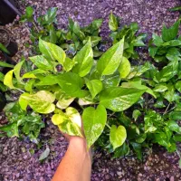 پتوس ابلق و سبز