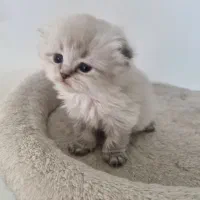 اسکاتیش ماده سیلور