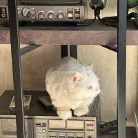 واگذاری ۲ عدد گربه پرشین خوشگل و‌مهربون