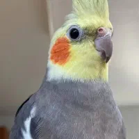 عروس نر سخنگو