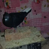 کبوتر|پرنده|ایوان, |دیوار