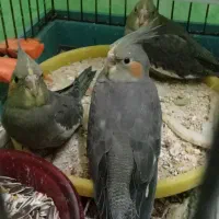 ۴عدد جوجه عروس تازه دون خور