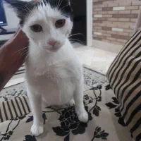 واگذاری  رایگان گربه ماده  ۹ ماهه