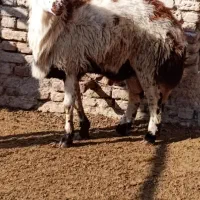 بره قوچ پلنگی بروجردی|حیوانات مزرعه|چناران, |دیوار