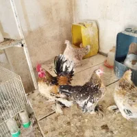 فروش تخم نطفه دار مرغ یوسل بلژیکی