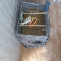 فروش عروس هلندی نر دستی