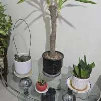 میز جلو مبلی