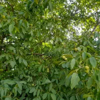 ۳۰هکتار زمین کشاورزی یک تیکه|فروش دفتر صنعتی، کشاورزی، تجاری|ماهیدشت, |دیوار