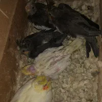 ۵عدد عروس ۳تانر قهوه ای و۲عددزرد ماده چشم شرابی|پرنده|بندر ماهشهر, |دیوار