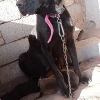 سرابی|سگ|اردبیل, |دیوار