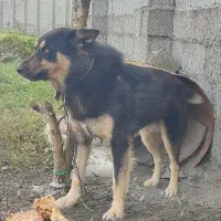 سگ ژرمن نر ۱۲۰۰رشت ،خشکبیجار|سگ|خشکبیجار, |دیوار