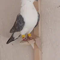 کفتر سینه سفید