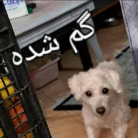 این بچه تو سلمان فارسی کوچه دوم یکم عید گم شده|حیوانات|ماهدشت, |دیوار