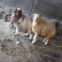 دوعدد بره نر و ماده