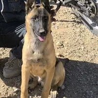 سگ مالینیوز