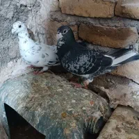 کفتر|لوازم سرویس بهداشتی|تربت‌حیدریه, پائین ولایت|دیوار