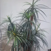 گل نخل مصنوعی