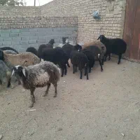 بره نر سبک درجه ۱