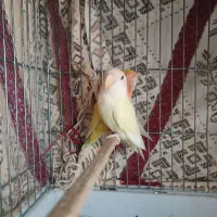 طوطی برزیلی|پرنده|بابکان, |دیوار