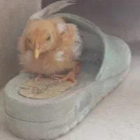 جوجه رنگی