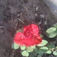 زمین باغی