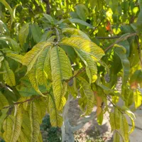 انیار-یاکارگاه