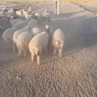 بره|حیوانات مزرعه|آبدانان, |دیوار