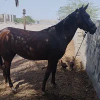 اسب مادیان ابستن|اسب و تجهیزات اسبسواری|بند زرک, |دیوار