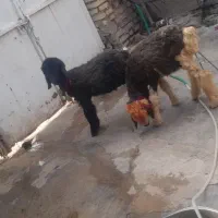 بره گوسفند قیمت مقطوع مقطوع