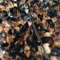 مرغ خروس جوجه
