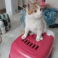 واگذاری گربه خونگی