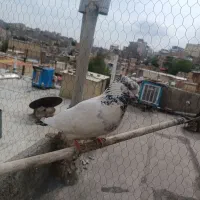 کبوتر