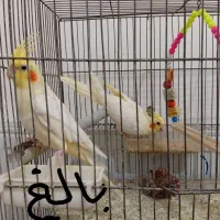 عروس هلندی لوتینو ماده