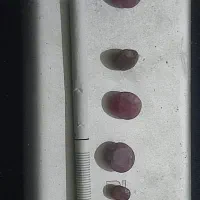 تعدادی یاقوت بسیارزیباونجرال|جواهرات|صباشهر, |دیوار