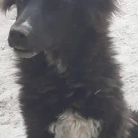 توله قهدریجونی دو نر دو ماده|سگ|بهبهان, |دیوار