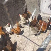 مرغ‌تخم‌گزار‌بشرط جوان