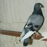 کبوتر المانی