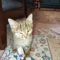 گربه مهربون،دنبال یه خانواده هست